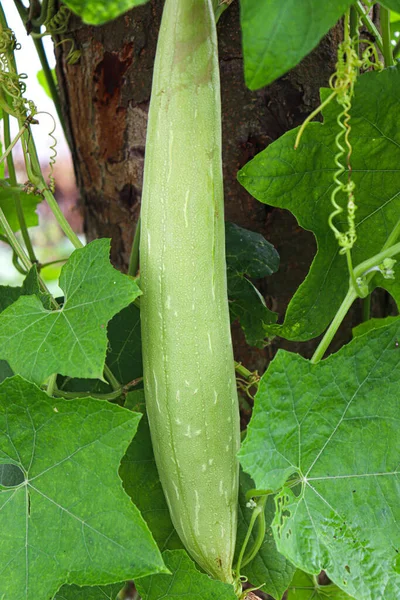 Calabacín Con Flor Árbol Granja Para Cosecha —  Fotos de Stock