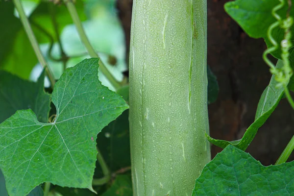 Calabacín Con Flor Árbol Granja Para Cosecha —  Fotos de Stock