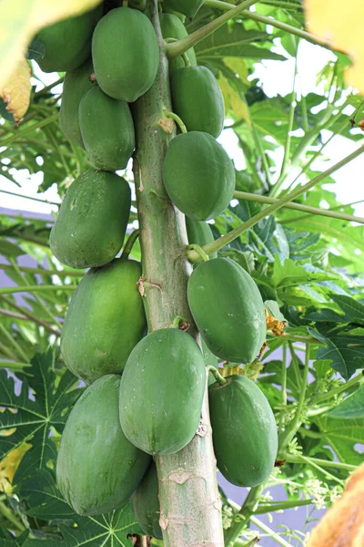 Green Healthy Raw Papaya Stock Tree Farm Harvest — Foto de Stock