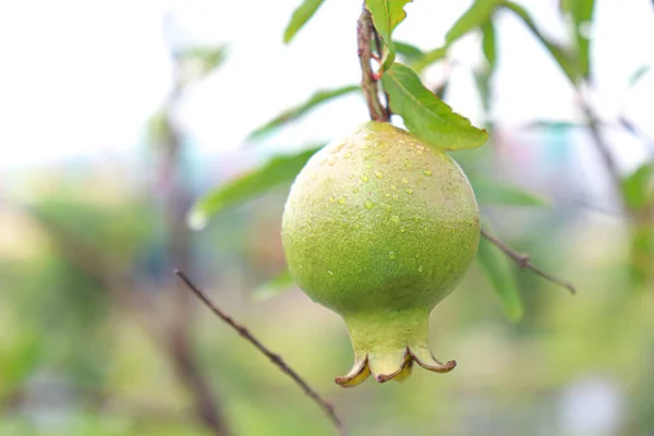 Syrové Granátové Jablko Stromě Statku Pro Sklizeň — Stock fotografie