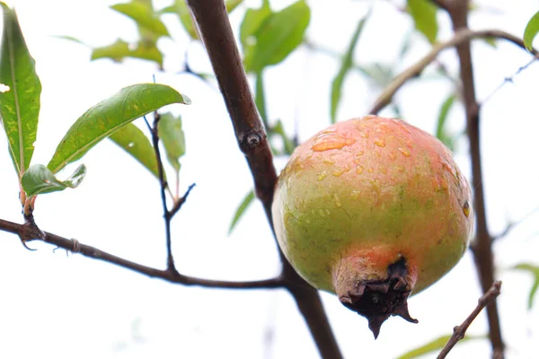 Raw Pomegranate Tree Farm Harvest — Foto Stock