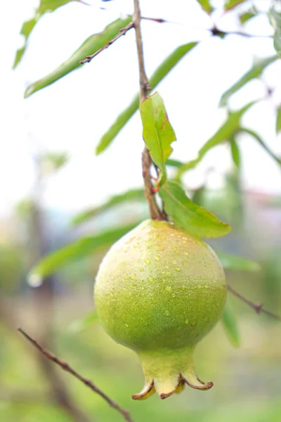 Raw Pomegranate Tree Farm Harvest — Foto Stock