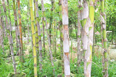 Hasat için yeşil bambu bonsai çiftliği