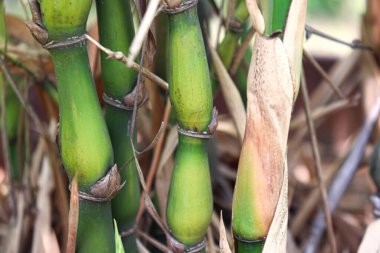 Hasat için yeşil bambu bonsai çiftliği