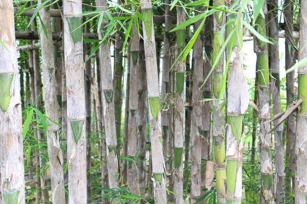 Groene Bamboe Bonsai Boerderij Voor Oogst — Stockfoto