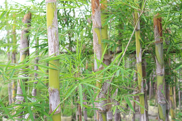 Fazenda Bonsai Bambu Verde Para Colheita — Fotografia de Stock