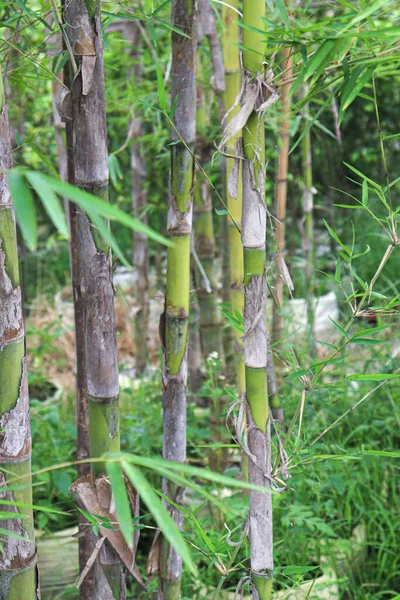 Green Bamboo Bonsai Farm Harvest — 图库照片