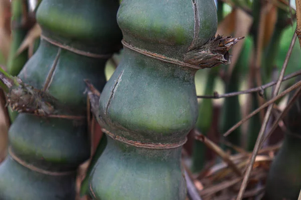 Green Bamboo Bonsai Farm Harvest — Fotografia de Stock