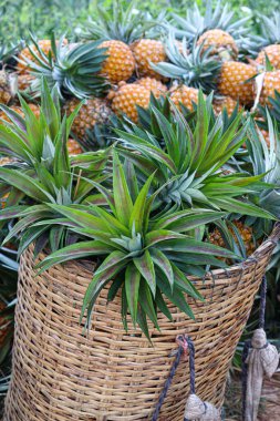 tasty and healthy pineapple stock on bamboo basket on farm for harvest