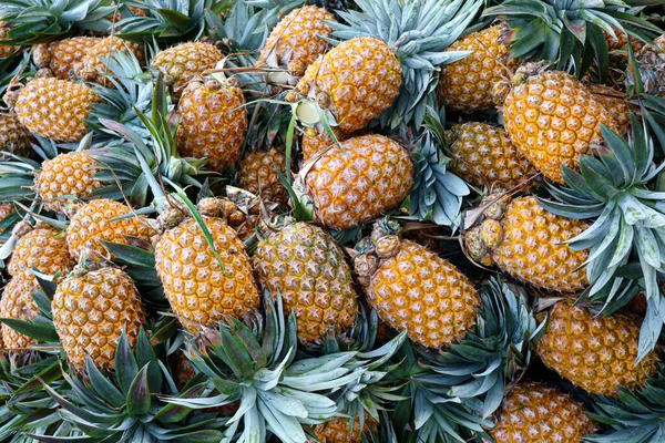 Tasty Healthy Ripe Pineapple Stock Farm Harvest — Stock fotografie