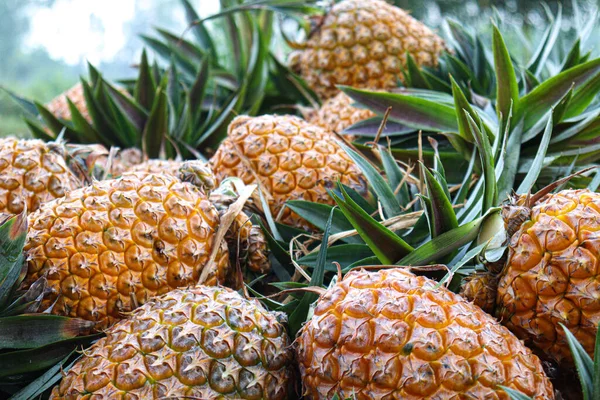 Tasty Healthy Ripe Pineapple Stock Farm Harvest — Foto de Stock