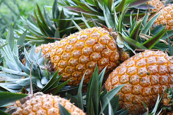 Tasty Healthy Ripe Pineapple Stock Farm Harvest — Zdjęcie stockowe