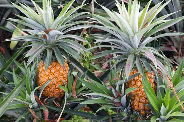 Tasty Healthy Ripe Pineapple Stock Farm Harvest — Zdjęcie stockowe