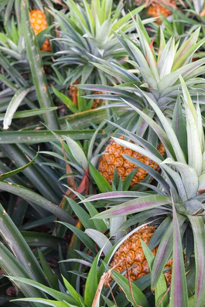 Tasty Healthy Ripe Pineapple Stock Farm Harvest — Fotografia de Stock