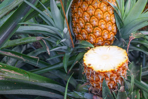 Tasty Healthy Ripe Pineapple Cut Piece Farm Harvest — Stock Photo, Image