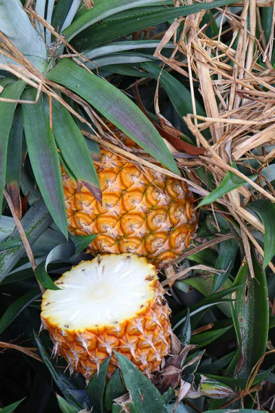 Tasty Healthy Ripe Pineapple Cut Piece Farm Harvest — Zdjęcie stockowe