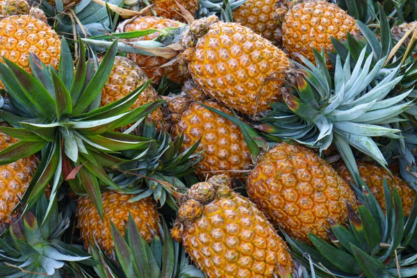 Tasty Healthy Ripe Pineapple Stock Farm Harvest — стоковое фото