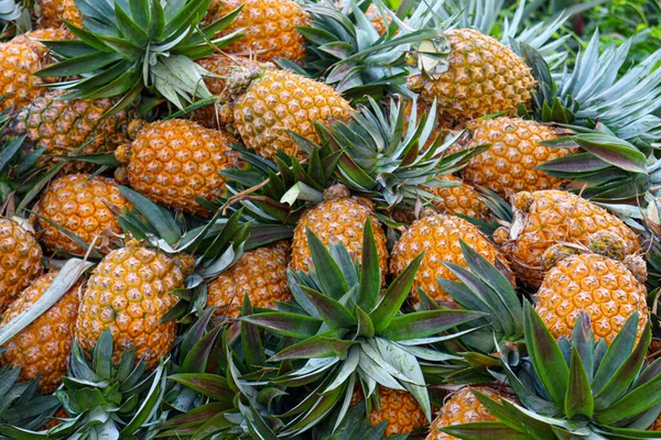 Tasty Healthy Ripe Pineapple Stock Farm Harvest — Fotografia de Stock