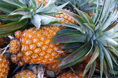 tasty and healthy ripe pineapple stock on farm for harvest