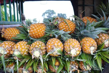 tasty and healthy ripe pineapple stock on farm for harvest