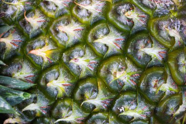 a texture background of raw pineapple peel
