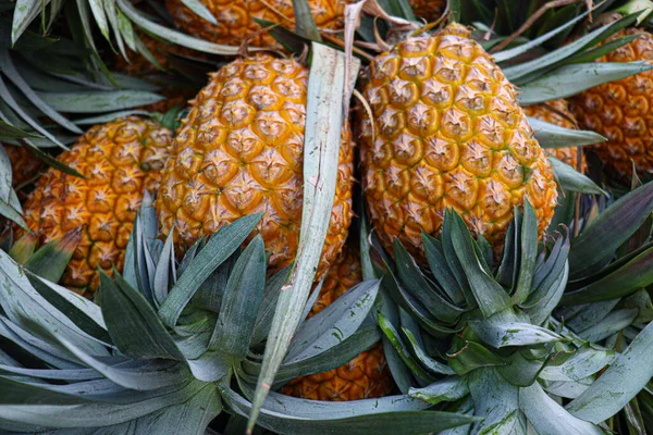 Tasty Healthy Ripe Pineapple Stock Farm Harvest — стоковое фото