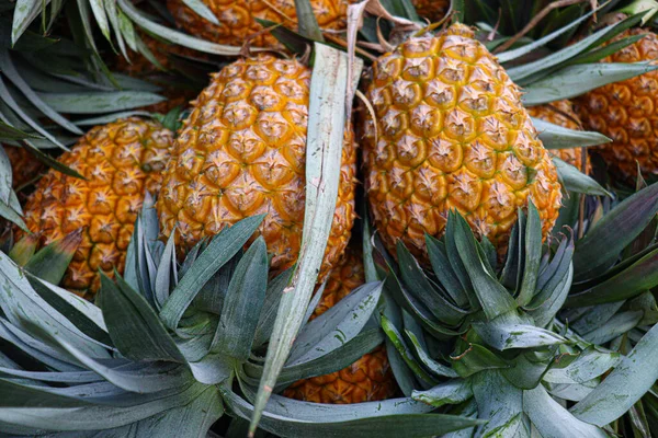 Tasty Healthy Ripe Pineapple Stock Farm Harvest — Zdjęcie stockowe