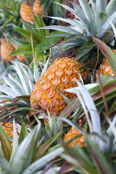 Tasty Healthy Ripe Pineapple Stock Farm Harvest — Zdjęcie stockowe