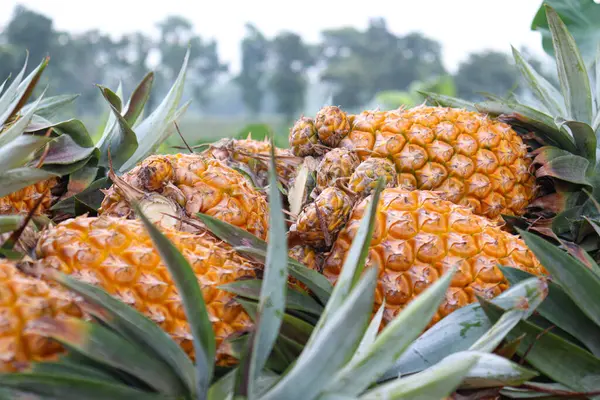 Tasty Healthy Ripe Pineapple Stock Farm Harvest — Stockfoto