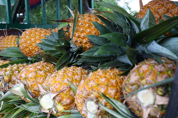 Tasty Healthy Ripe Pineapple Stock Farm Harvest — Stock fotografie