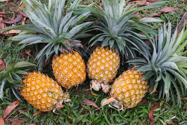 Tasty Healthy Ripe Pineapple Stock Farm Harvest — стоковое фото