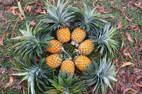 Tasty Healthy Ripe Pineapple Stock Farm Harvest — Stock Photo, Image