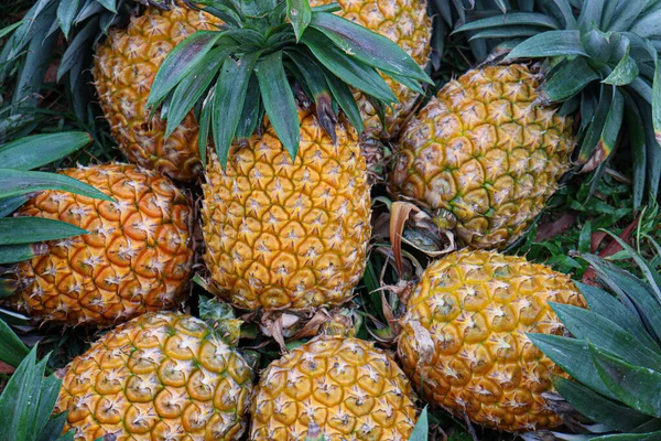 Tasty Healthy Ripe Pineapple Stock Farm Harvest — Stock Photo, Image