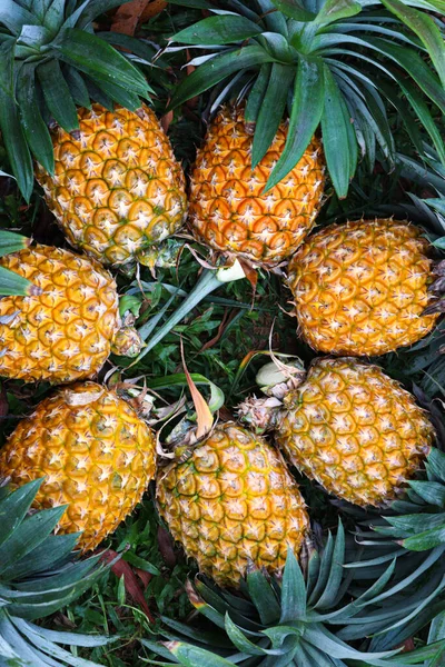 Tasty Healthy Ripe Pineapple Stock Farm Harvest — Stockfoto