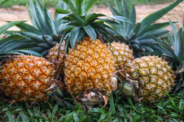 Tasty Healthy Ripe Pineapple Stock Farm Harvest — Fotografia de Stock