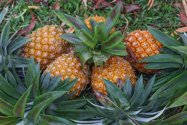 Tasty Healthy Ripe Pineapple Stock Farm Harvest — Foto Stock