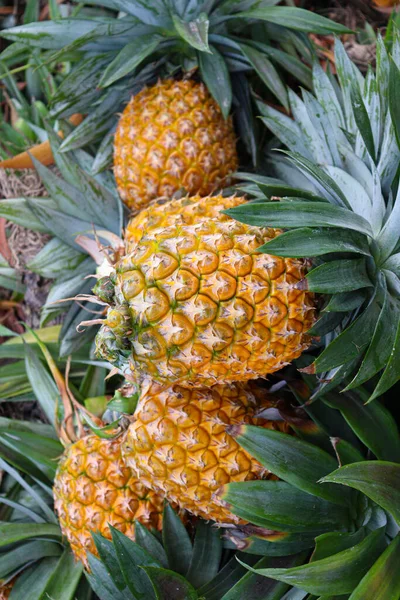 Tasty Healthy Ripe Pineapple Stock Farm Harvest — 스톡 사진