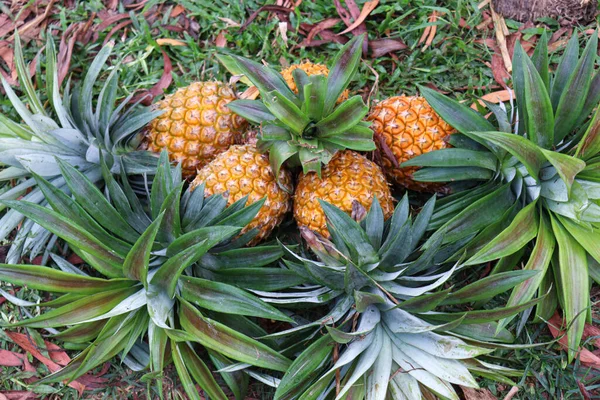 Tasty Healthy Ripe Pineapple Stock Farm Harvest — Fotografia de Stock