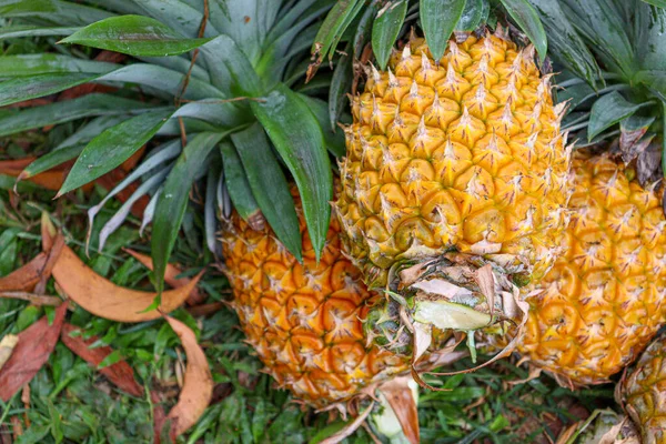 Tasty Healthy Ripe Pineapple Stock Farm Harvest — Zdjęcie stockowe