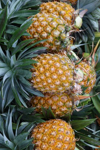 Tasty Healthy Ripe Pineapple Stock Farm Harvest — Stok fotoğraf