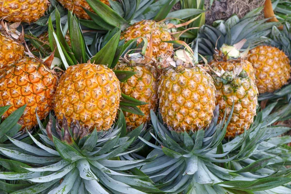 Tasty Healthy Ripe Pineapple Stock Farm Harvest — Stok fotoğraf