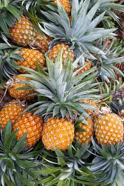 Tasty Healthy Ripe Pineapple Stock Farm Harvest — Zdjęcie stockowe