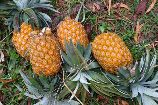 Tasty Healthy Ripe Pineapple Stock Farm Harvest — Foto de Stock