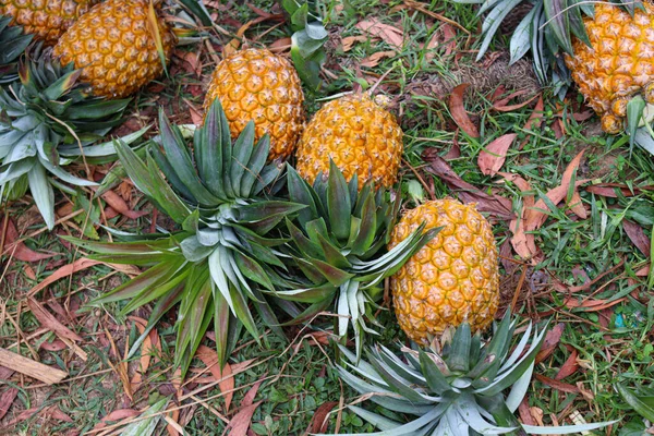 Tasty Healthy Ripe Pineapple Stock Farm Harvest — Zdjęcie stockowe