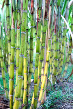tasty and healthy sugarcane farm on field for harvest and eat
