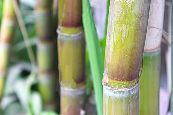 Tasty Healthy Sugarcane Farm Field Harvest Eat — Stockfoto