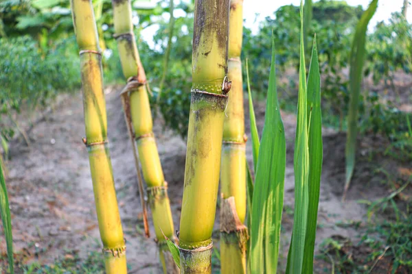 Tasty Healthy Sugarcane Farm Field Harvest Eat — стоковое фото