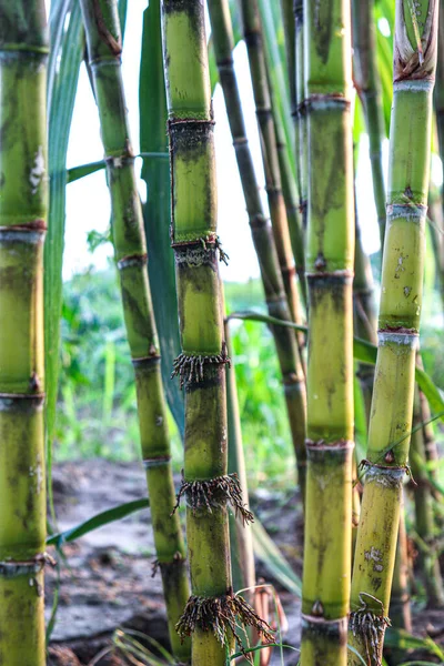 Tasty Healthy Sugarcane Farm Field Harvest Eat — стоковое фото