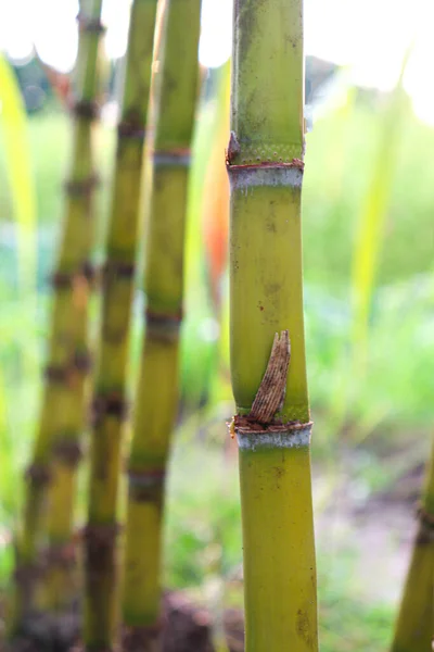 Tasty Healthy Sugarcane Farm Field Harvest Eat — Stok fotoğraf