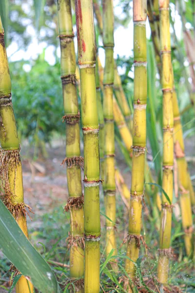 Tasty Healthy Sugarcane Farm Field Harvest Eat — Foto de Stock